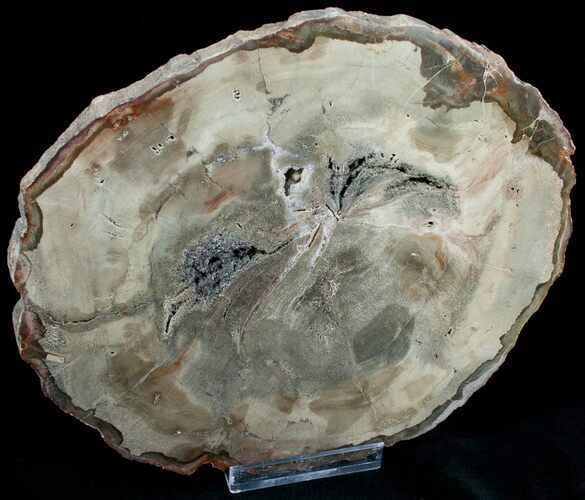 Araucaria Petrified Wood Slab - x #6776